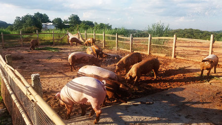 瘦肉型猪4.jpg